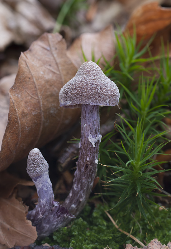 Cortinarius flexipes var. flexipes